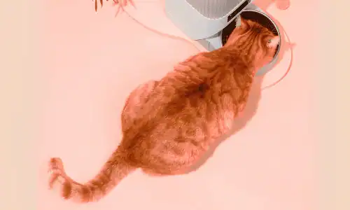 Melhor Comedouro Automático para Gatos em 2026: Top 7 Testados